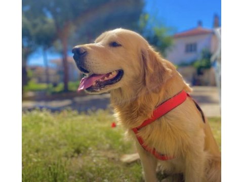 Erkek golden retriever