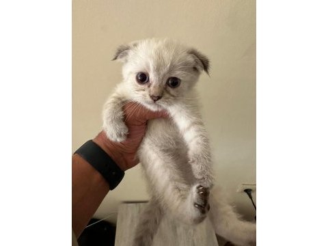 Lynx point scottish fold & straight erke ve dişi 2 aylık