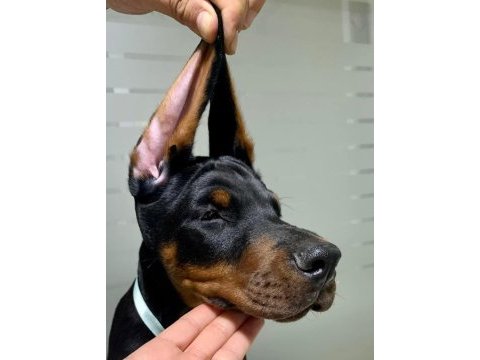 A kalite garantili doberman bebekler
