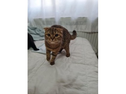 Scottish fold british shorthair uyguna sahiplendirme