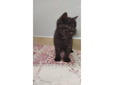 Yavrumuz yeni yuvasını bekliyor british shorthair