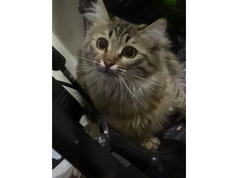 Daha 11 aylık oyuncu ev kedisi