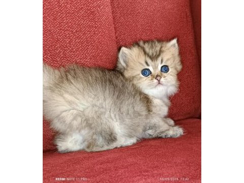 British longhair golden ny25 dişi yavrular