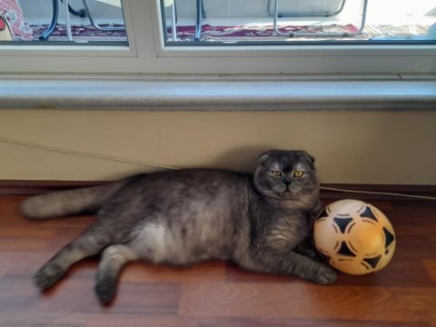11 aylık scottish fold çok sakin ve sevecen