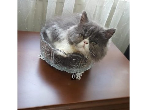 İran persian