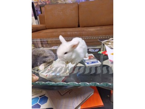 Cins bebek tavşanlar