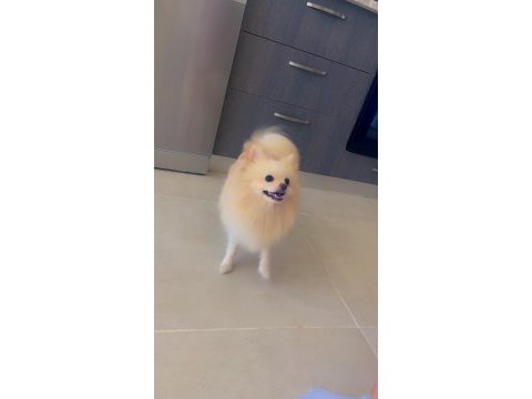 6.7 aylık erkek pomeranian
