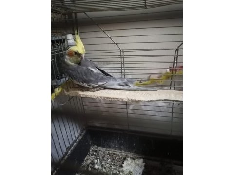4 aylık sultan papağanı sahiplendirme