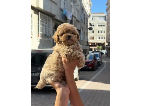 Gerçek saf kan maltipoo