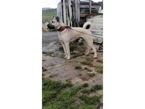 6 aylık aslan parçası