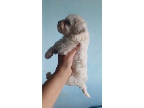 Top kafa orjinal maltese