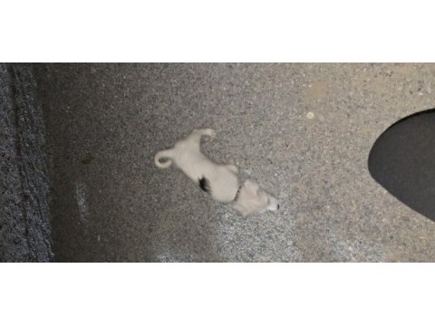 Terrier kırma köpeğimiz acil