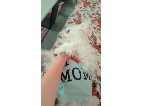 Terrier (maltese)