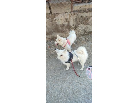 Pomeranian spitz yavrular