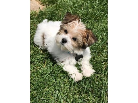 Morkie yavrularımızı canlı görerek alabilirsiniz