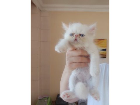 Persian bebekler uygun