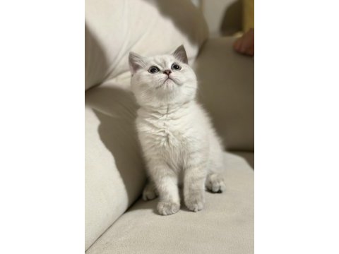 Safkan scottish fold ve british shorthair bebeklerim