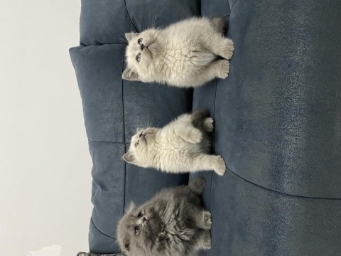 Minik patiler büyük aşk kediler