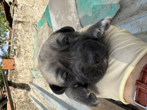 Dev anadolu çoban köpeği