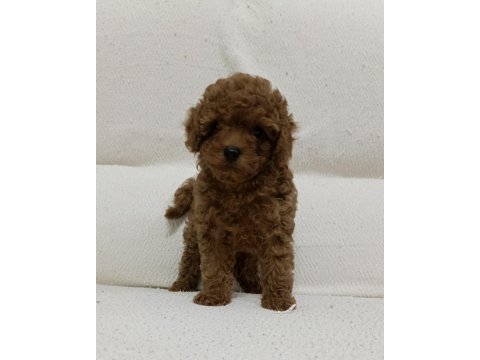 Toy poodle yavru köpeği