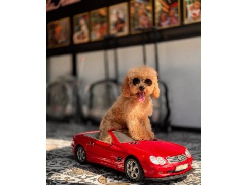 Toy poodle apricot yavrularımız