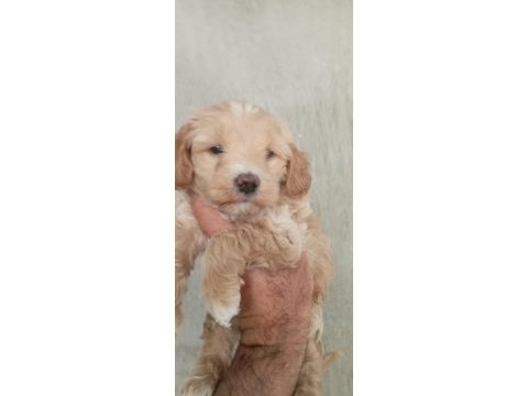 Maltipoo bebeklerimiz