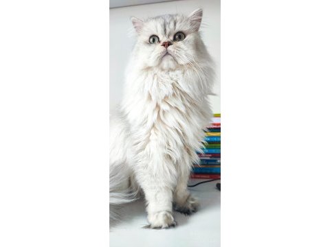 Kedimize takip şartlı iyi bakacak aile