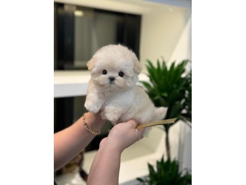 En ozel ve güzel toy poodle bebeklerim