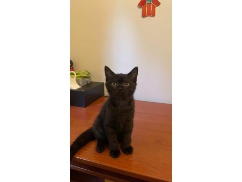 Oyuncu sevecen 3 aylık yavru british shorthair