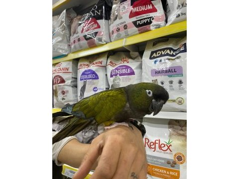 Evcil patagonya konur papağanı