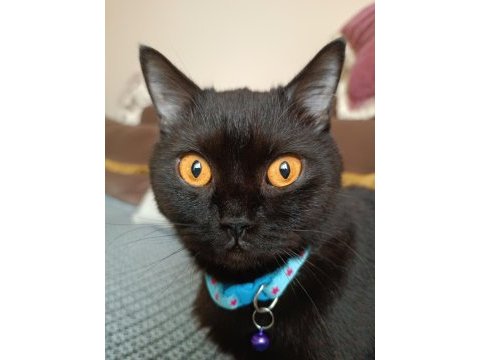 İngiliz british shorthair damızlık