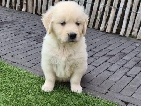 A scrli anne babadan golden yavrular kapıda ödeme