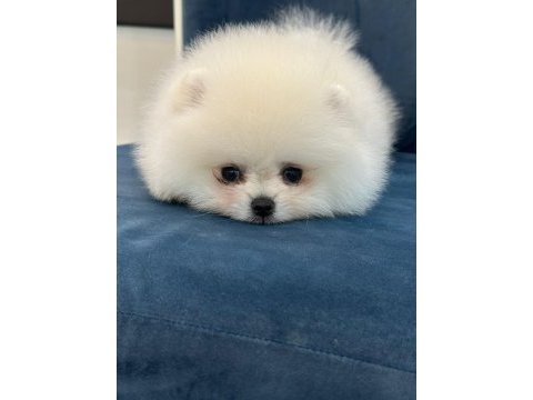 Sağlık ve ırk garantili pomeranian boo