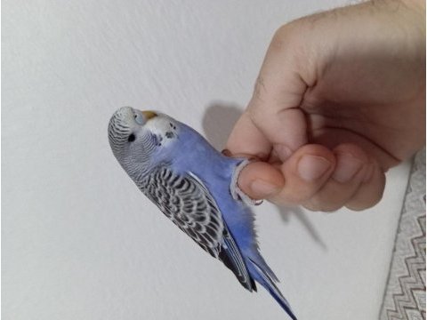 Yeni yuvadan ayrılmış muhabbet kuşu yavruları