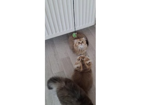 Çikolata golden yavru kedilerimiz