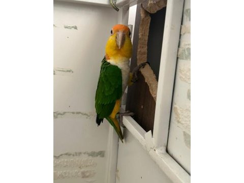 Portakal kafa takım dna caique
