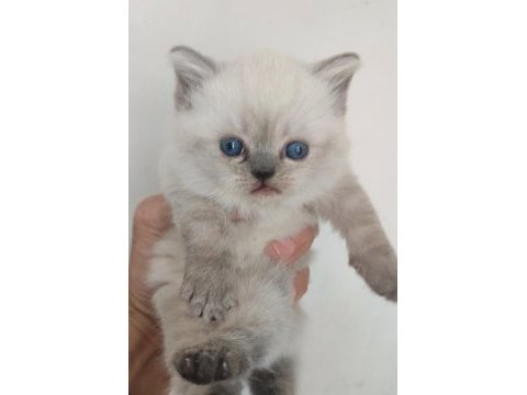 Blue point yavru kediler