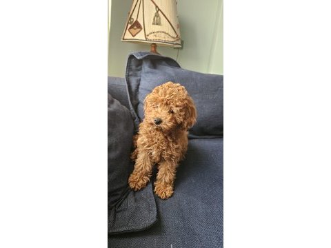 5 aylık dişi en küçük boy poodle