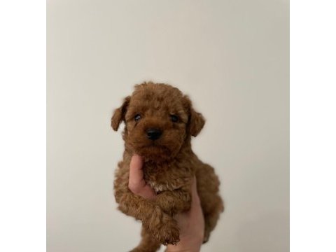 Toy poodle köpeği