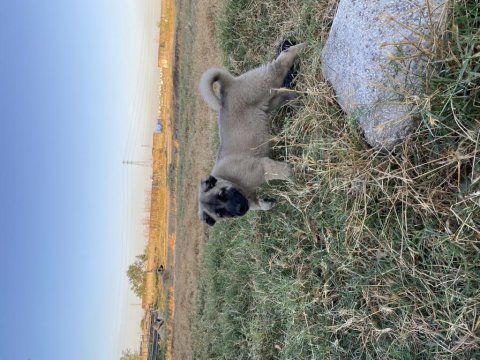 Mükemmel anatomi kangal