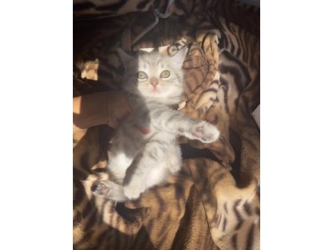 Çok sevimli oyuncu sağlıklı dişi british shorthair bebeğimiz