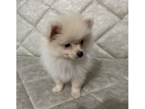 4 aylık dişi pomeranian