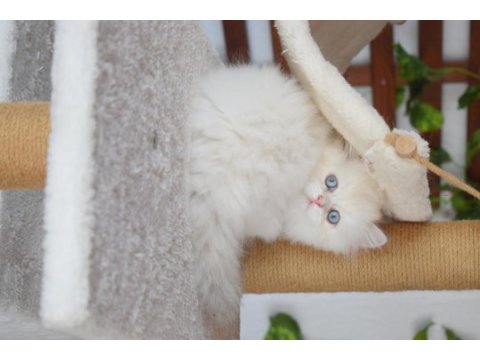 Munchkın cuce kedı