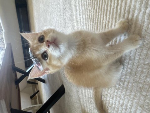 British shorthair golden