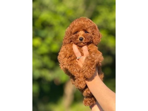 Teacup aşılı eğiitimli toy poodle
