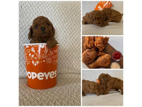 Evde büyüyen kore teacup poodle