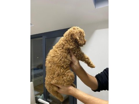 Yavru toy poodle sahiplendirme