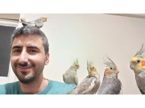 3 aylık sultan papağanları