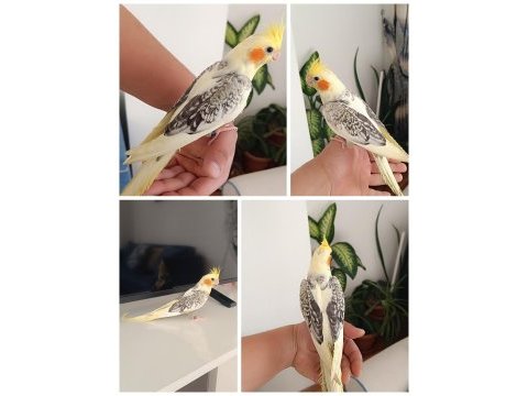 Ev üretimi renk güzeli jumbo boy mükemmel sultan yavrular