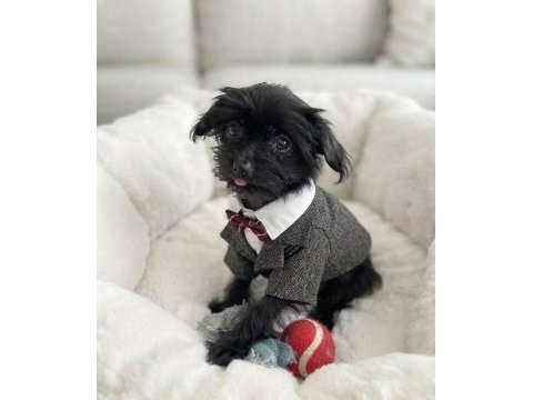 Hiç büyümeyecek minik yavru köpeğimiz